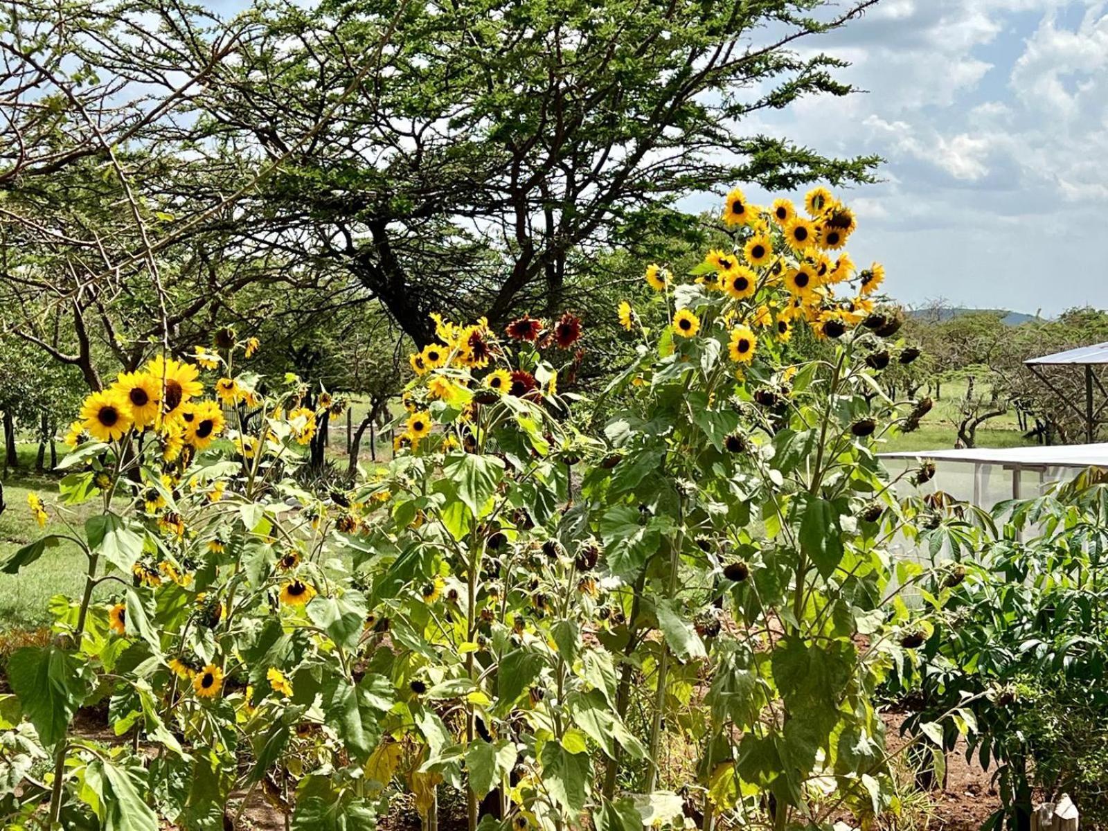 Authentic Mara Bush Home Sekenani Exterior photo